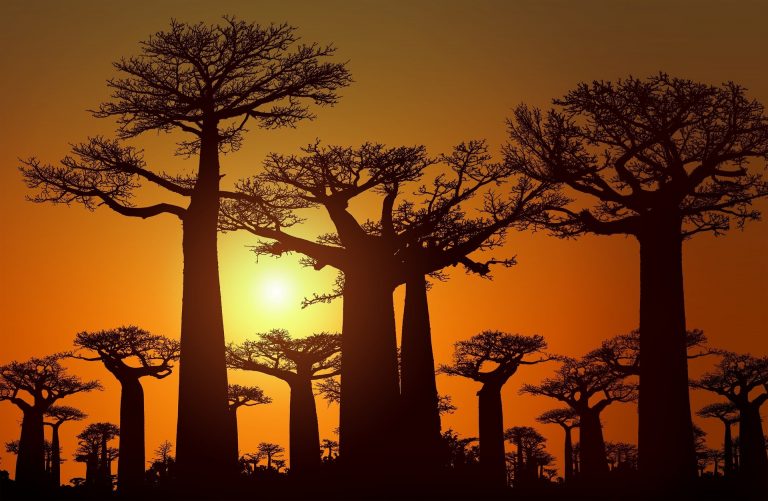 Baobab Sonnenuntergang