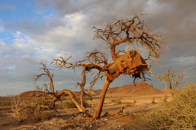 Namibia Baum