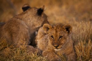 Namibia kleine Löwen