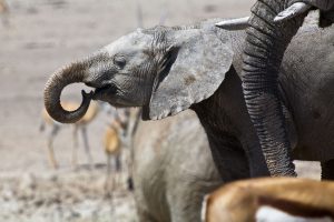 Namibia kleiner Elefant