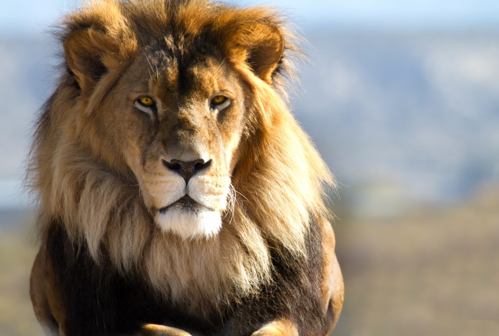 Namibia großer Löwe