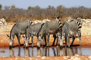 Zebras Wasserloch