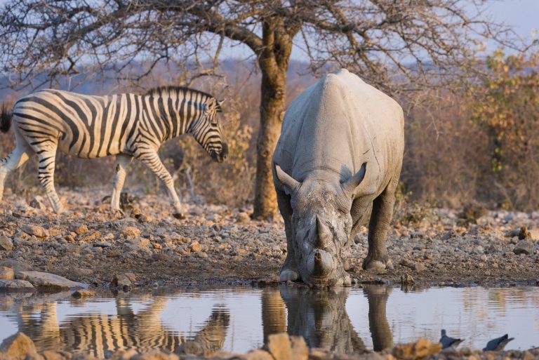 Ongava Lodge Rhinozeros