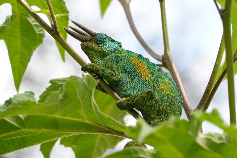 Chamäeleon in Uganda