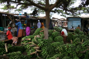 Kochbananen auf Markt