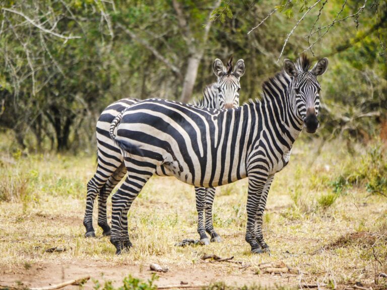 Lake Mburo Nationalpark