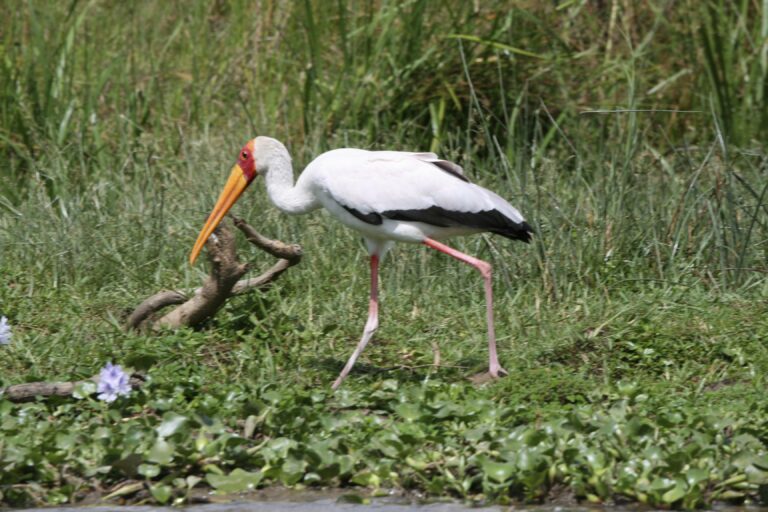 Nimmersatt im Wasser