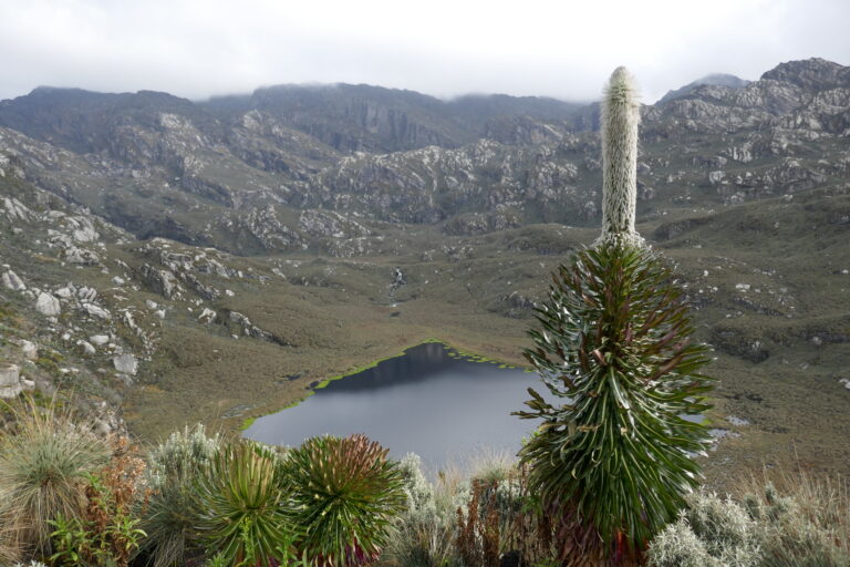 Uganda Rwenzori