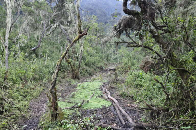 Ruwenzori Regenwald