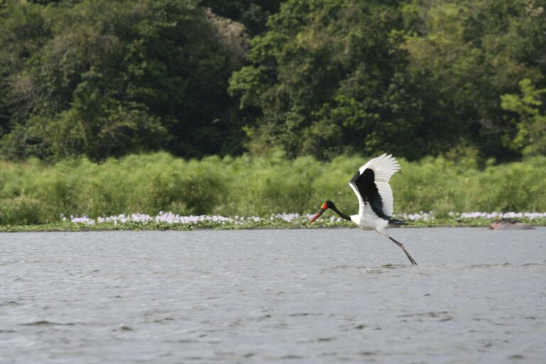 Sattelstorch