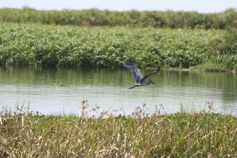 Schuhschnabel im Nildelta