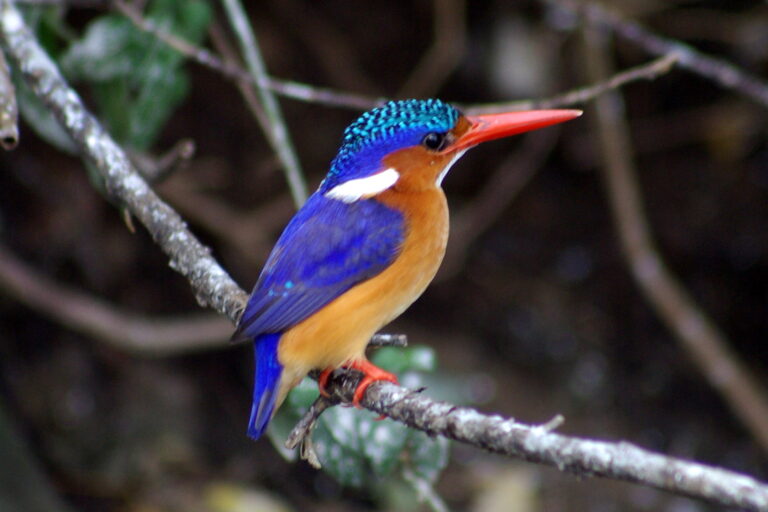 Eisvogel Uganda