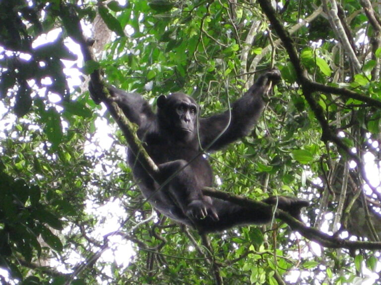 Schimpanse sitzt im Baum in Uganda