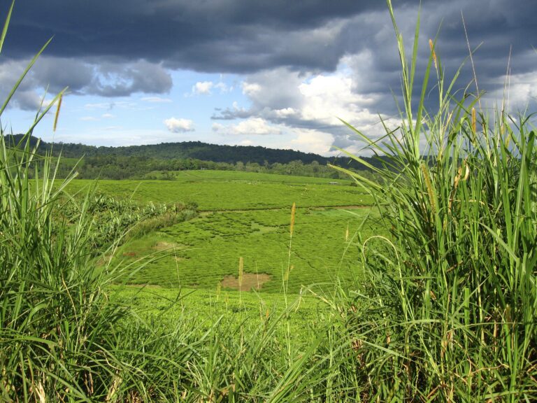 Sicht über Teeplantage in Uganda