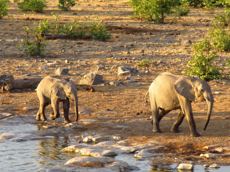 Babyelefanten am Fluss im Etosha Nationalpark