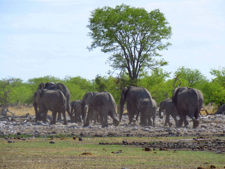 Elefantenherde im Etosha Nationalpark