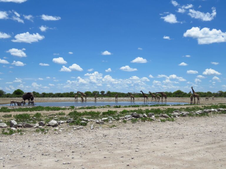 Tiere am Wasserloch im Etosha Nationalpark