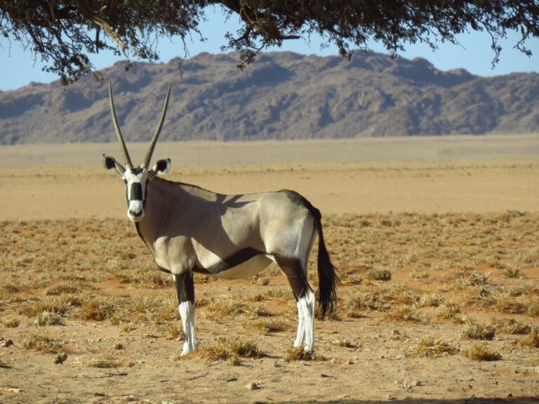 Namib Naukluft Orix