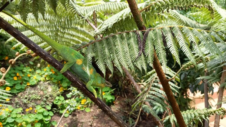 Dreihorn Chamaeleon im Bwindi Nationalpark