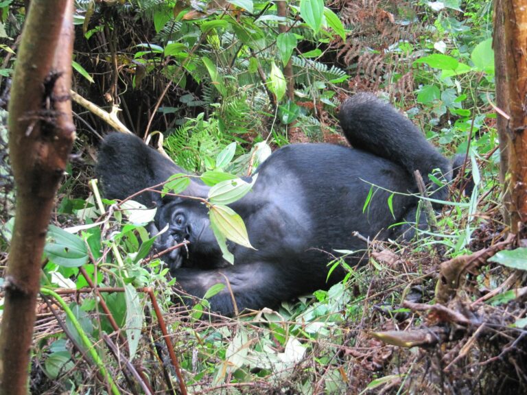 fauler Gorilla im Bwindi Nationalpark