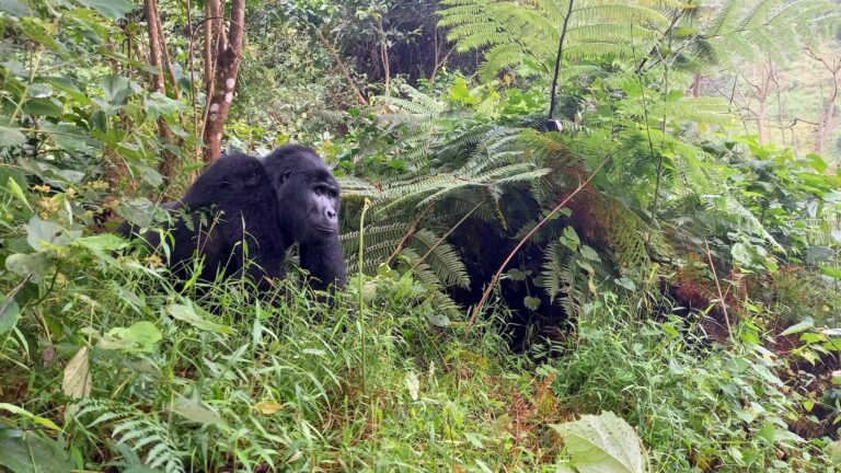 Gorilla Tracking Bwindi Nationalpark