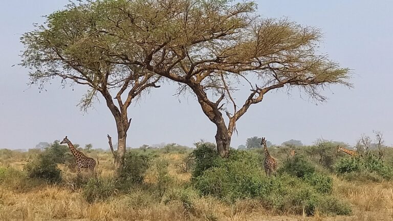 Murchison Falls Nationalpark Giraffen