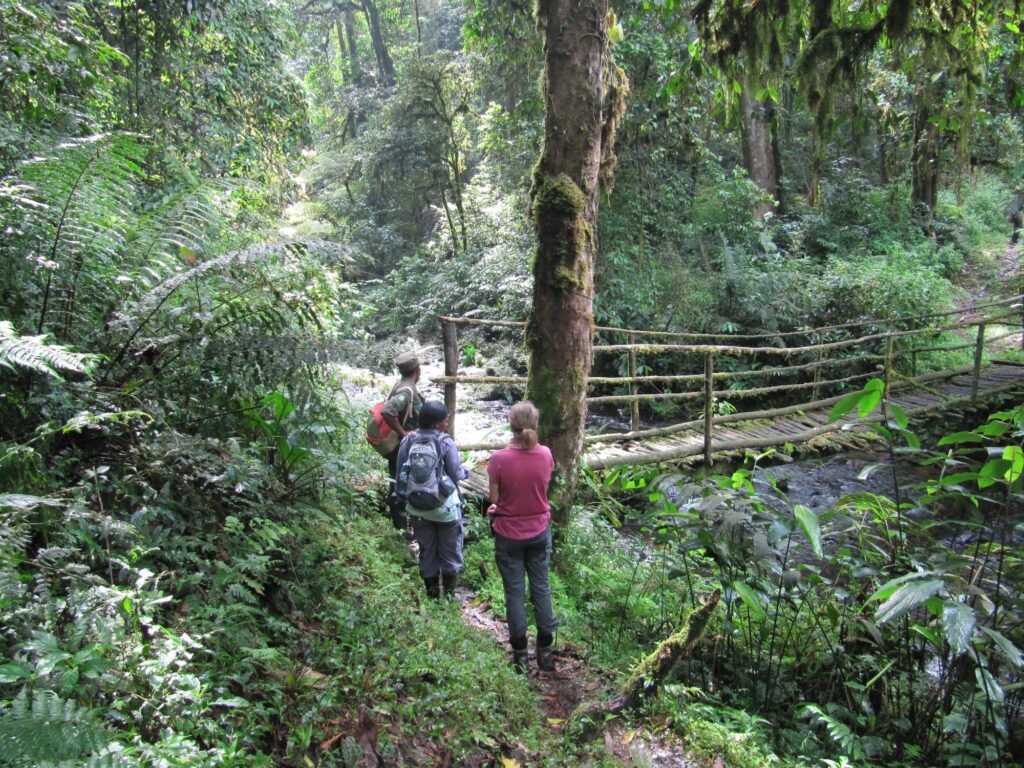 Wanderung im Bwindi Nationalpark