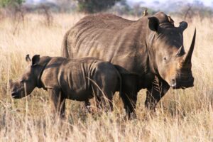 Nashorn mit Baby