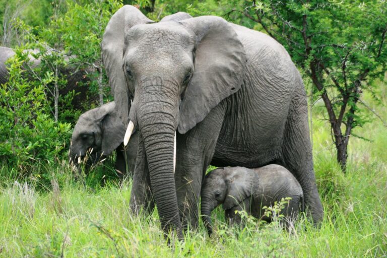 Elefant mit Baby im Gras