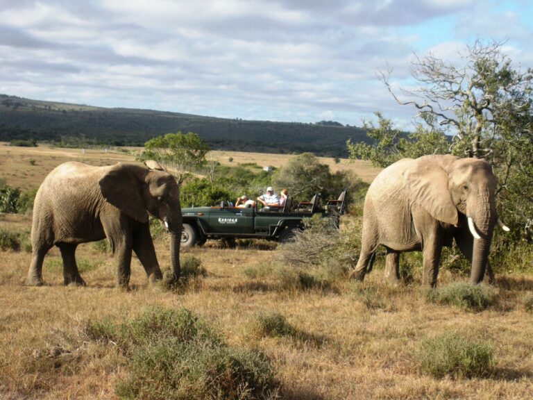 Elefanten auf Safari