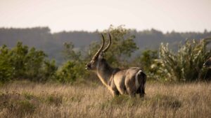 iSimangaliso Wasser Buck