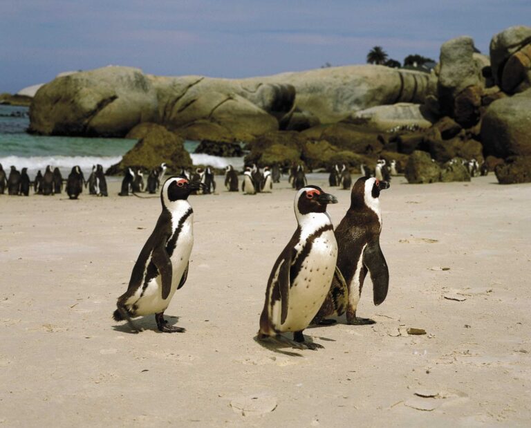 Pinguin Kolonie am Strand