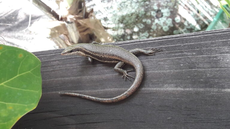 Seychellen Gecko