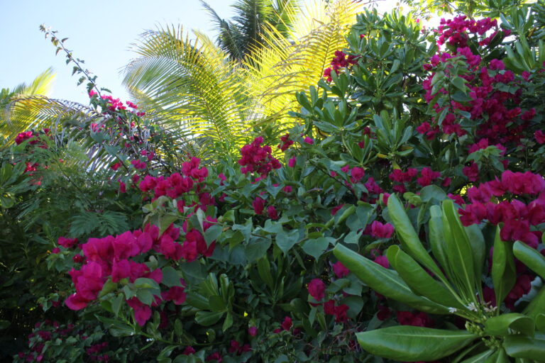 Seychellen Hibiscus