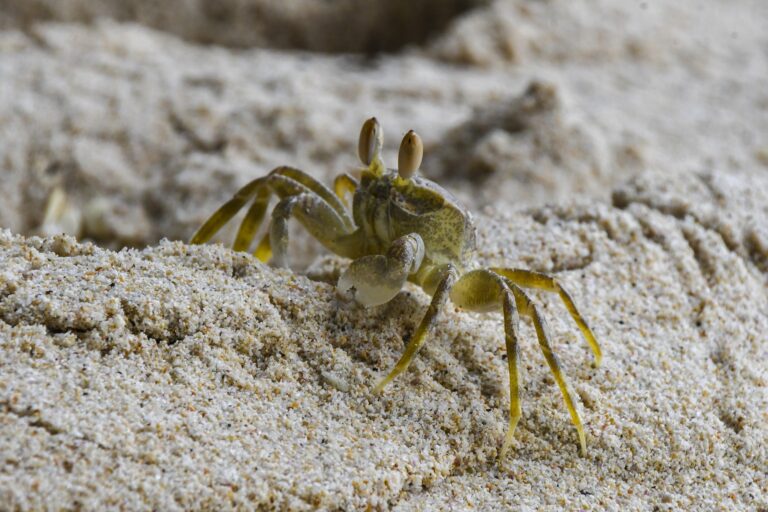 Strand Krabbe auf den Seychellen