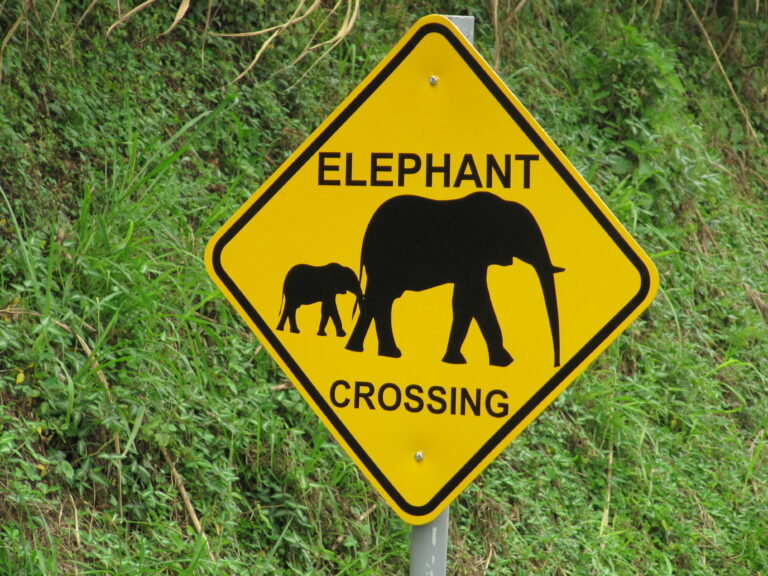 Uganda Elephant Crossing