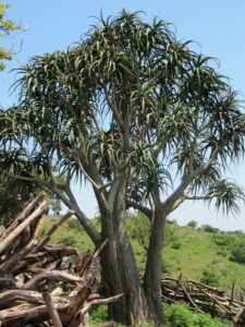 Großer Köcherbaum im Kruger Nationalpark