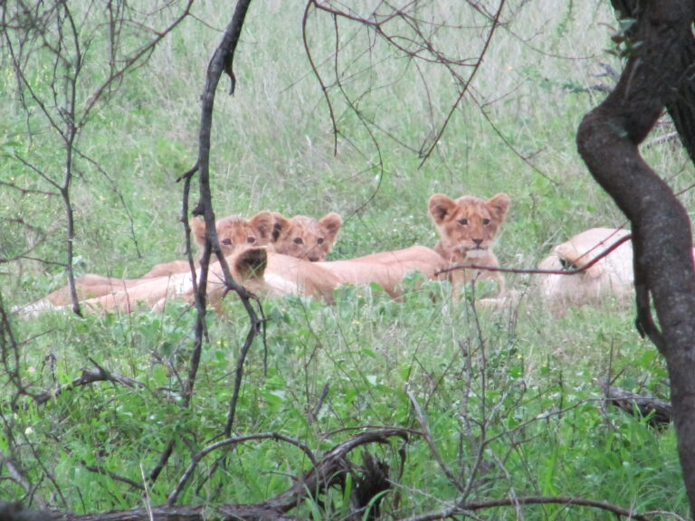 Löwenbabies im Gras im Kruger Nationalpark