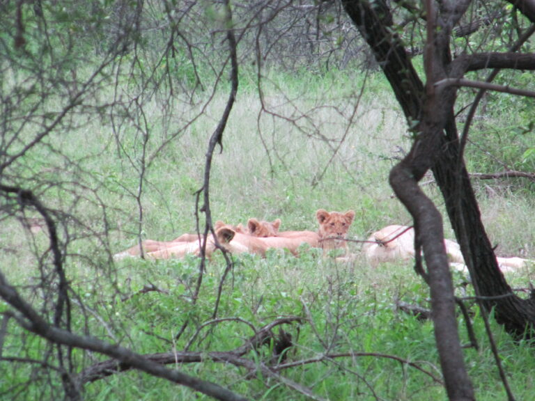 Löwenfamilie im Kruger Nationalpark