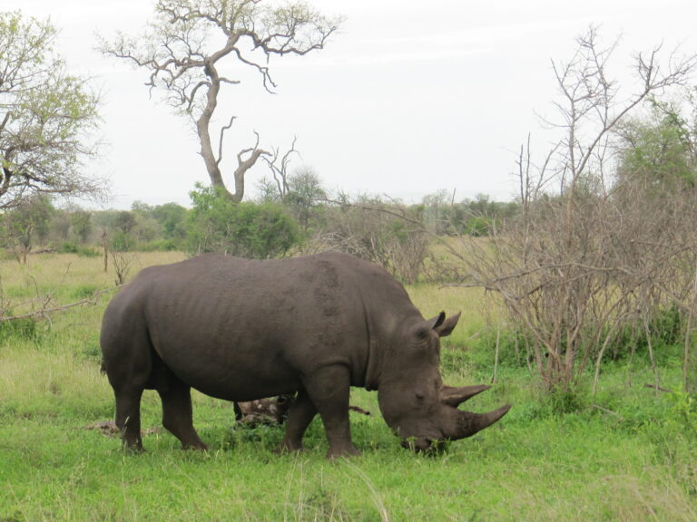 Fressendes Nashorn im Kruger Nationalpark