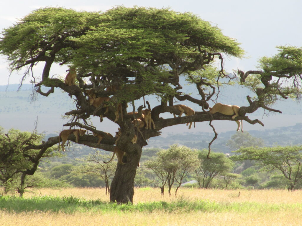 Serengeti Löwen im Baum