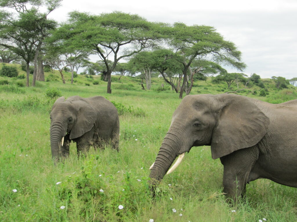 Elefanten auf Wiese im Tarangire Nationalpark