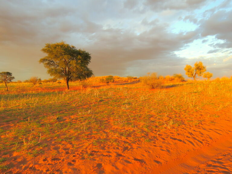 Kalahari Sonnenuntergang mit Baum in roter Landschaft