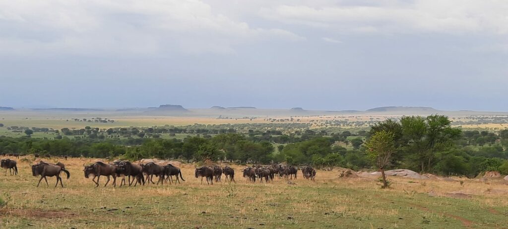 Tansania Serengeti Great Migration