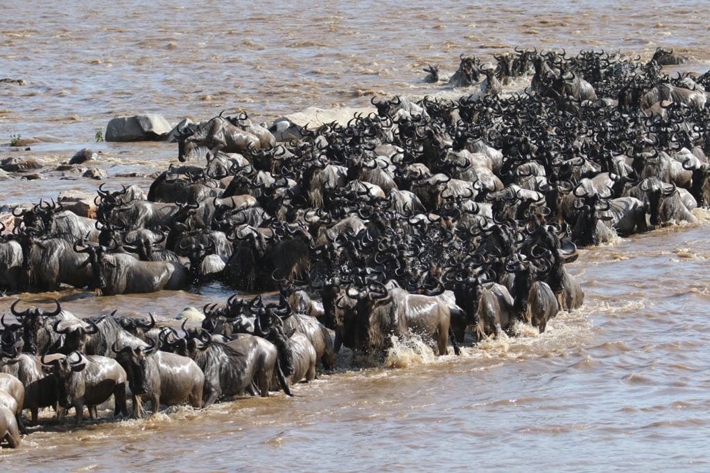 Tansania Serengeti Great Migration Crossing Mara River