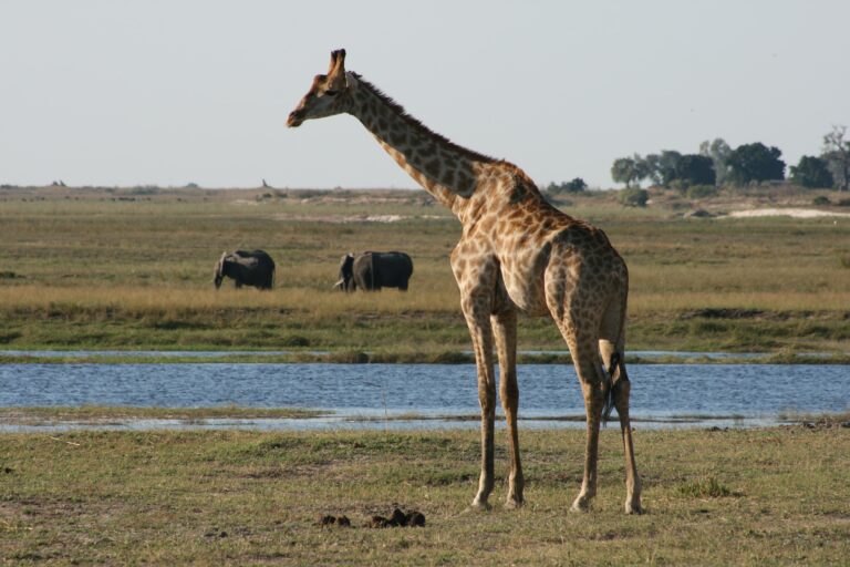 Chobe Giraffe am Wasser