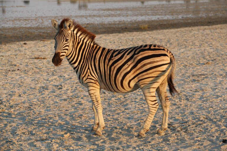 Kalahari Zebra im Sand