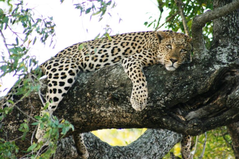 Leopard macht Pause auf Baum