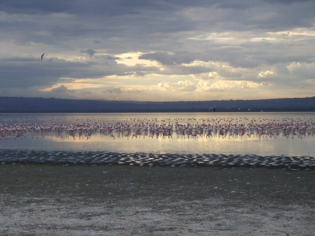 Lake Nakuru Flamingos am Abend