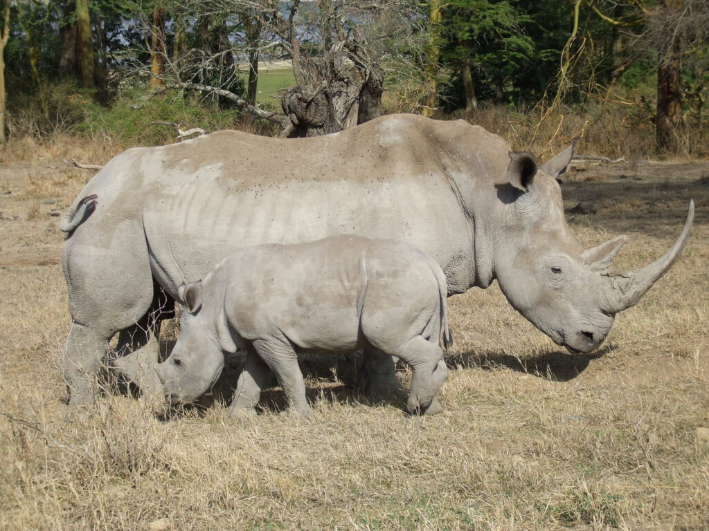 Lake Nakuru Nationalpark Nashorn mit Baby